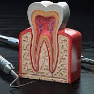 Endodontia